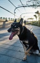 Portrait of a nice crossbreed dog