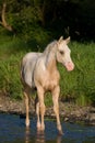 Portrait of nice foal Royalty Free Stock Photo