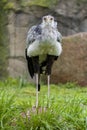 Portrait of nice grey bird of prey Secretary Bird Royalty Free Stock Photo