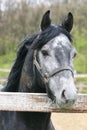 Portrait of nice grey horse in the corral Royalty Free Stock Photo