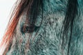 Portrait of nice grey horse, detail of eye Royalty Free Stock Photo