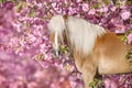 Portrait of a nice haflinger pony with sakura