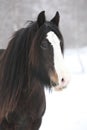 Nice irish cob in winter