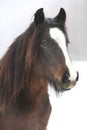 Nice irish cob in winter