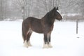 Nice irish cob in winter