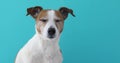 Portrait nice Jack Russell Terrier blue background