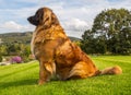 Portrait of a nice Leonberger sitting on a green grass