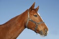 Portrait of nice purebred chestnut gold horse at corral door Royalty Free Stock Photo