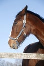 Portrait of a nice purebred gelding horse winter corral Royalty Free Stock Photo