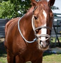 Portrait of nice quarter horse, asian horse with blue bridle Royalty Free Stock Photo