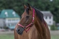 Portrait of nice quarter horse Royalty Free Stock Photo