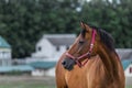 Portrait of nice quarter horse Royalty Free Stock Photo
