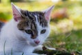 Portrait of nice small kitty cat lay in grass Royalty Free Stock Photo