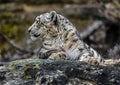 Snow leopard on the stone 6 Royalty Free Stock Photo