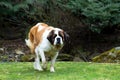 Portrait of a nice St. Bernard dog Royalty Free Stock Photo