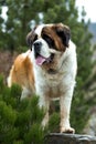 Portrait of a nice St. Bernard dog Royalty Free Stock Photo