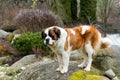 Portrait of a nice St. Bernard dog Royalty Free Stock Photo