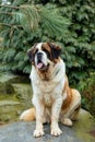 Portrait of a nice St. Bernard dog Royalty Free Stock Photo