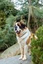 Portrait of a nice St. Bernard dog Royalty Free Stock Photo