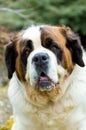 Portrait of a nice St. Bernard dog Royalty Free Stock Photo