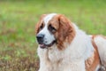 Portrait of a nice St. Bernard dog Royalty Free Stock Photo