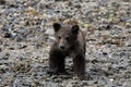 Portrait of a nice three month old little grizzly baby- Alaska