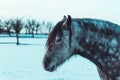 Portrait of nice white and black horse from side on snow winter landscape Royalty Free Stock Photo