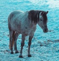 Portrait of nice white and brown horse from side on snow background Royalty Free Stock Photo