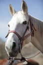 Portrait of nice white horse