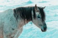 Portrait of nice white horse from side on snow background Royalty Free Stock Photo