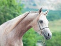 Portrait of nice young arabian mare Royalty Free Stock Photo