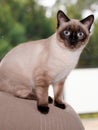 Portrait of nice young purebred Siamese cat