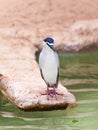 Portrait night heron Royalty Free Stock Photo
