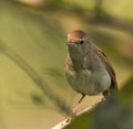 Portrait of a Nightingale Royalty Free Stock Photo