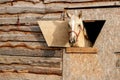 portrait of a nightingale horse looking out of a stall window Royalty Free Stock Photo