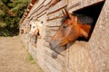 portrait of a nightingale horse looking out of a stall window. Royalty Free Stock Photo