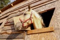 portrait of a nightingale horse looking out of a stall window. Royalty Free Stock Photo