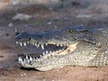 Portrait of Nile Crocodile, Crocodylus niloticus, Chobe National Park, Botswana Royalty Free Stock Photo