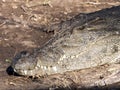 Portrait of Nile Crocodile, Crocodylus niloticus, Chobe National Park, Botswana Royalty Free Stock Photo