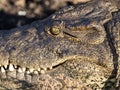 Portrait of Nile Crocodile, Crocodylus niloticus, Chobe National Park, Botswana Royalty Free Stock Photo