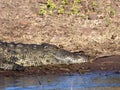 Portrait of Nile Crocodile, Crocodylus niloticus, Chobe National Park, Botswana Royalty Free Stock Photo