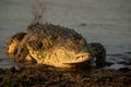 Portrait of nile crocodile crocodylus niloticus on riverbank with last light of day -Kruger National Park South Africa, Royalty Free Stock Photo