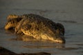 Portrait of nile crocodile crocodylus niloticus on riverbank with last light of day -Kruger National Park South Africa, Royalty Free Stock Photo