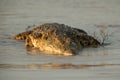 Portrait of nile crocodile crocodylus niloticus on riverbank with last light of day -Kruger National Park South Africa, Royalty Free Stock Photo