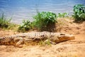 Portrait of Nile crocodile laying on the sand Royalty Free Stock Photo