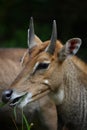 Portrait of Nilgai