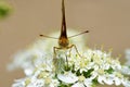 The portrait of Niobe fritillary butterfly , Argynnis niobe , butterflies of Iran Royalty Free Stock Photo