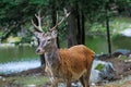 Portrait of noble buck male in the wild landscape. Red deer on alert look for hunters. Deer at maturity age.