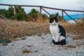 Street cat Royalty Free Stock Photo