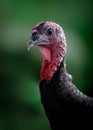 Portrait of Norfolk Bronze Turkey